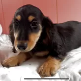 ミニチュアダックスフンド(ロング)【鹿児島県・女の子・2025年8月20日・ブラックタン】の写真3