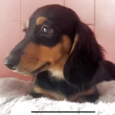 ミニチュアダックスフンド(ロング)【鹿児島県・男の子・2025年8月25日・ブラック&タン】の写真4