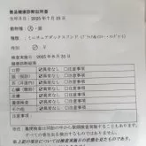 ミニチュアダックスフンド(ロング)【鹿児島県・男の子・2025年7月15日・ブラック&イエロー】の写真14