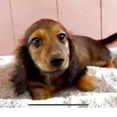 ミニチュアダックスフンド(ロング)【鹿児島県・男の子・2025年1月27日・レッド】の写真4