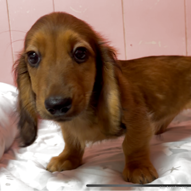 ブリーダー画像