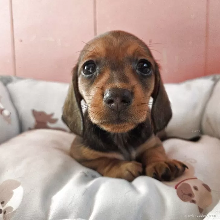 ID：2508-08583の子犬