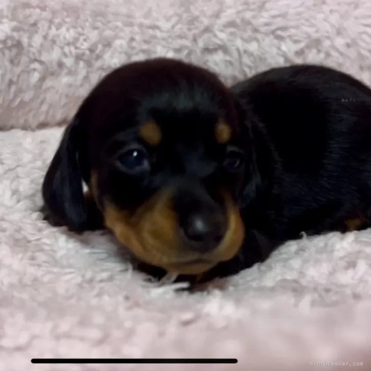 ID:2411-06123の子犬