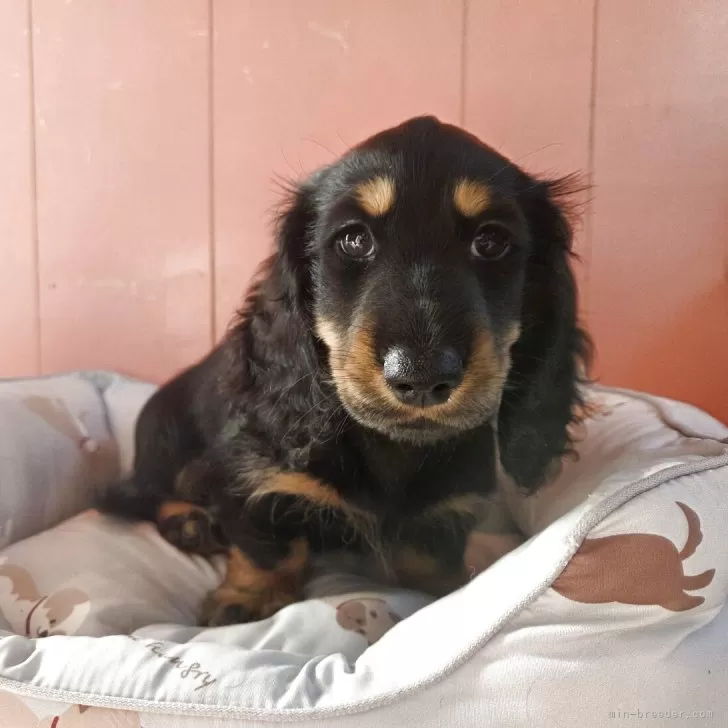 父さん 様のお迎えした子犬