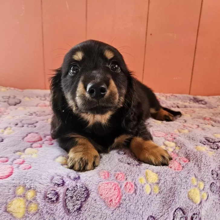 ID:2502-06728の子犬