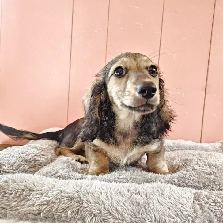 ID：2502-06732の子犬