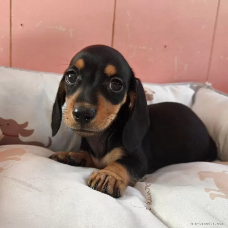 ID:2508-06547の子犬
