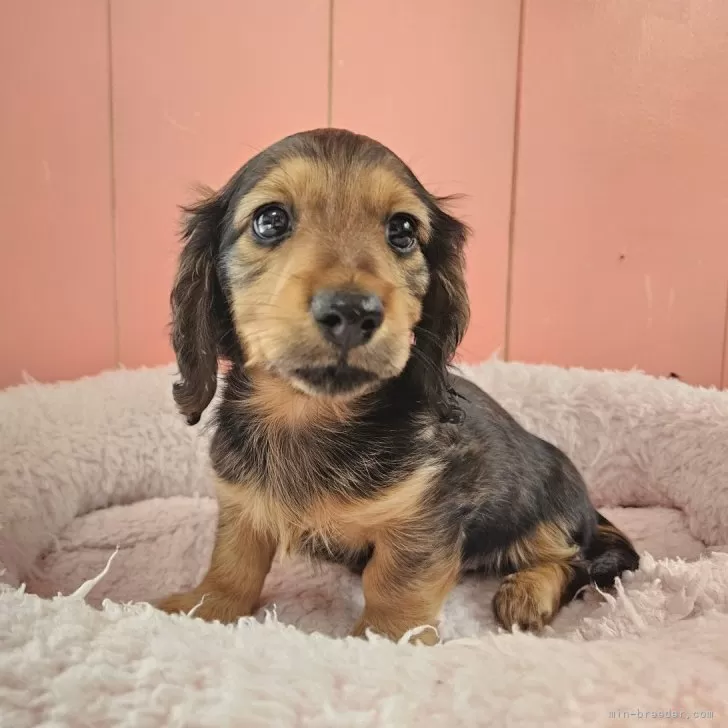 ID：2411-06093の子犬