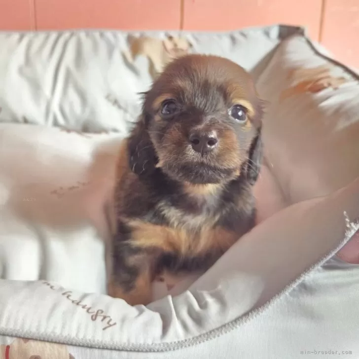 ID:2506-00141の子犬