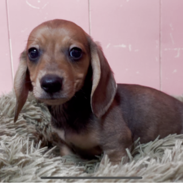 ミニチュアダックスフンド(スムース)【鹿児島県・男の子・2025年9月20日・シェーデッドレッド】の写真「顔立ちの整った男の子」