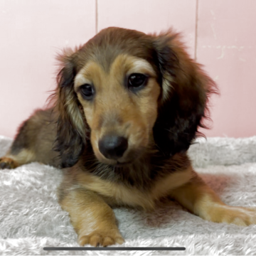 ミニチュアダックスフンド(ロング)【鹿児島県・女の子・2025年8月11日・シェーデッドイエロー】の写真「人が大好きな女の子です」