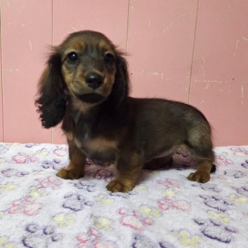 ミニチュアダックスフンド(ロング)【鹿児島県・女の子・2025年10月4日・レッド】の写真「可愛いお顔の女の子」