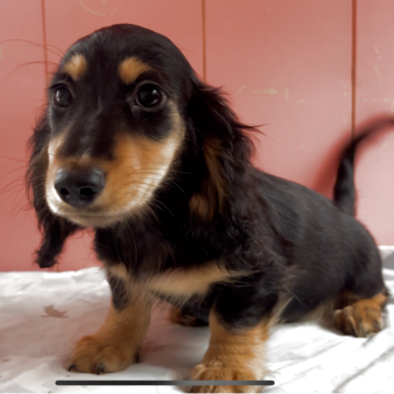 ミニチュアダックスフンド(ロング)【鹿児島県・女の子・2025年8月20日・ブラックタン】の写真「可愛い女の子」