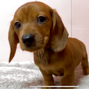 ミニチュアダックスフンド(スムース)【鹿児島県・女の子・2025年9月20日・レッド】の写真「綺麗なカラーの女の子」