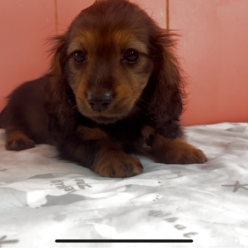 ミニチュアダックスフンド(ロング)【鹿児島県・女の子・2025年10月4日・レッド】の写真「可愛いお顔の女の子」