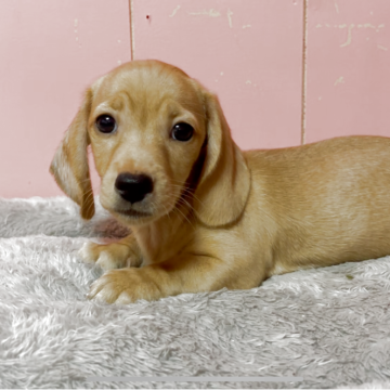 ミニチュアダックスフンド(スムース)【鹿児島県・男の子・2025年8月25日・イエロー】の写真「綺麗なカラーの男の子」