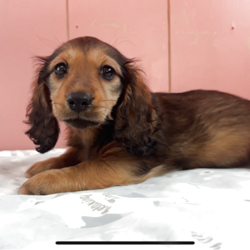 ミニチュアダックスフンド(ロング)【鹿児島県・女の子・2025年10月4日・レッド】の写真「可愛いお顔の女の子」