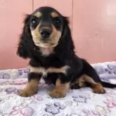 ミニチュアダックスフンド(ロング)【鹿児島県・女の子・2025年10月20日・ブラック&タン】の写真1