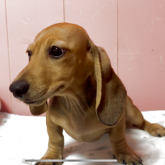 ミニチュアダックスフンド(スムース)