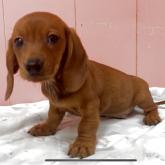 ミニチュアダックスフンド(スムース)