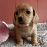 ミニチュアダックスフンド(スムース)