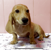 ミニチュアダックスフンド(スムース)