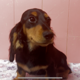 ミニチュアダックスフンド(ロング)