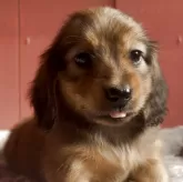 ミニチュアダックスフンド(ロング)【鹿児島県・女の子・2025年8月25日・レッド】の写真1