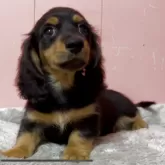 ミニチュアダックスフンド(ロング)【鹿児島県・男の子・2025年8月25日・ブラック&タン】の写真5