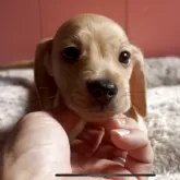 ミニチュアダックスフンド(スムース)【鹿児島県・男の子・2025年8月25日・イエロー】の写真4