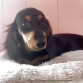 ミニチュアダックスフンド(ロング)【鹿児島県・男の子・2025年8月25日・ブラック&タン】の写真2