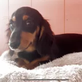 ミニチュアダックスフンド(ロング)【鹿児島県・男の子・2025年8月25日・ブラック&タン】の写真3