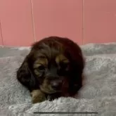 ミニチュアダックスフンド(ロング)【鹿児島県・男の子・2025年1月27日・レッド】の写真14