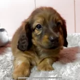 ミニチュアダックスフンド(ロング)【鹿児島県・男の子・2025年8月25日・レッド】の写真7