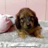 ミニチュアダックスフンド(ロング)【鹿児島県・男の子・2025年8月25日・レッド】の写真8