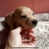 ミニチュアダックスフンド(スムース)【鹿児島県・男の子・2025年8月25日・イエロー】の写真6