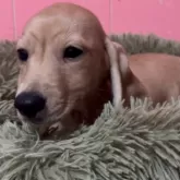 ミニチュアダックスフンド(スムース)【鹿児島県・男の子・2025年8月25日・イエロー】の写真9