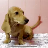 ミニチュアダックスフンド(スムース)【鹿児島県・男の子・2025年8月25日・イエロー】の写真2