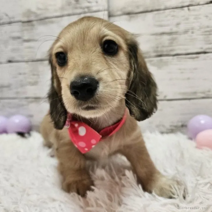 ID:2310-01687の子犬
