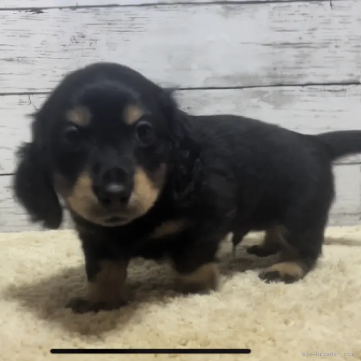 ID：2303-00139の子犬