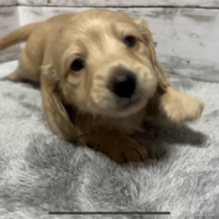 ID:2306-01623の子犬
