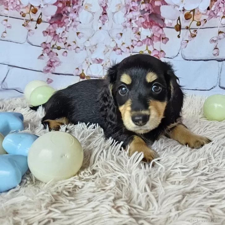 ID:2405-05978の子犬