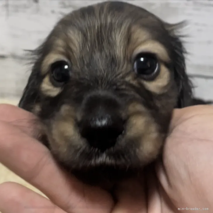 ID:2303-00136の子犬