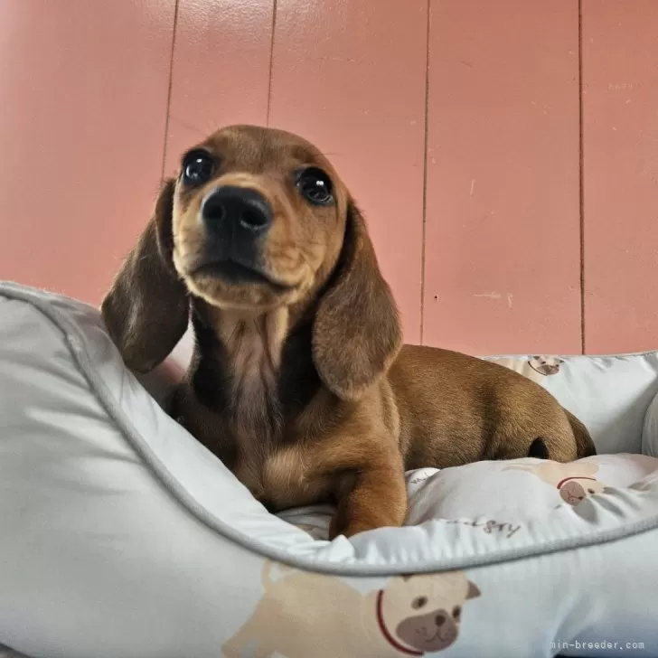 ID:2409-05744の子犬