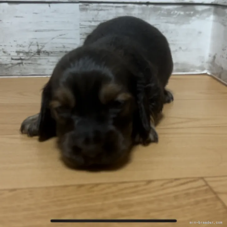 ID：2306-05602の子犬