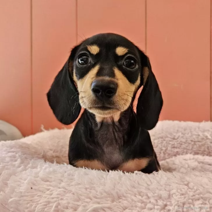 ID:2408-05460の子犬