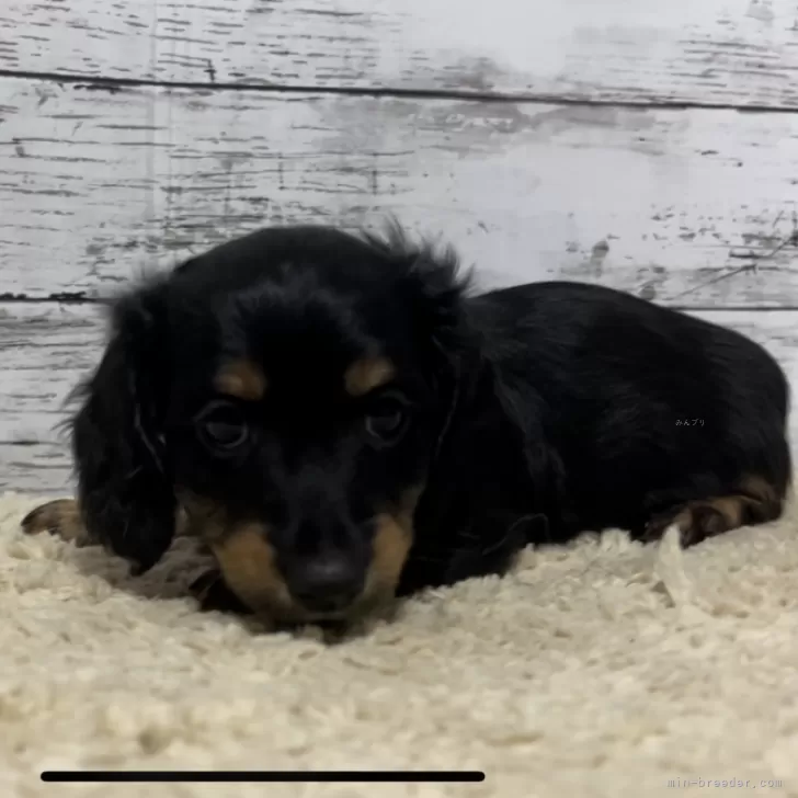 ID:2401-02741の子犬