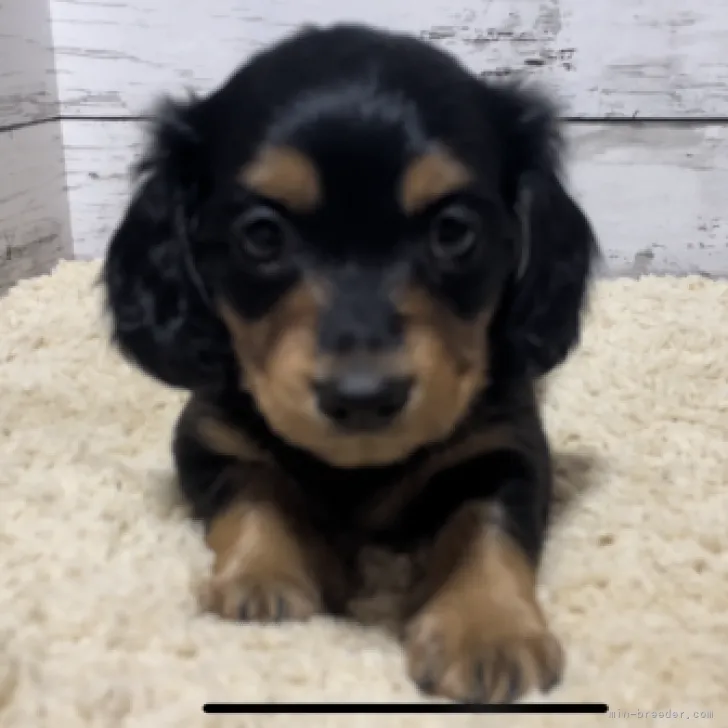 ID：2301-04694の子犬