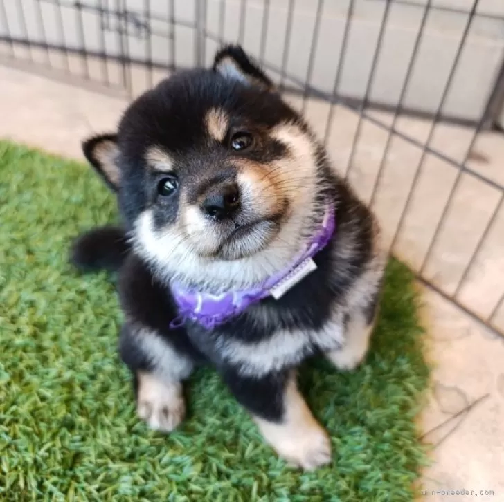 M.S 様のお迎えした子犬