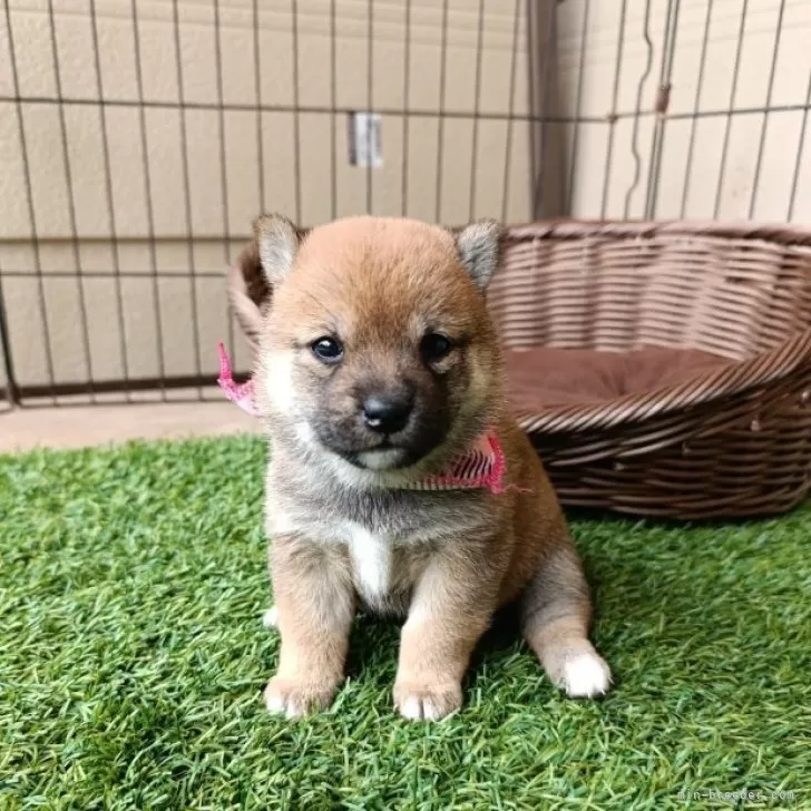 ID:2503-08134の子犬